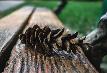 close up of a pine cone