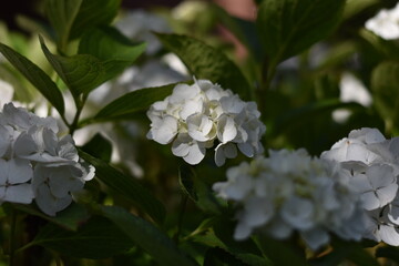 Blühende Hortensie (Hydrangea)