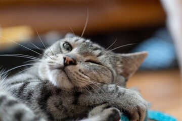 ぬいぐるみで遊ぶ猫　　サバトラ猫