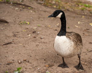 canada goose branta canadensis