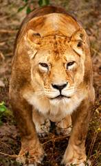 Portrait of an old serious and sad lioness kept in captivity. Looking at camera