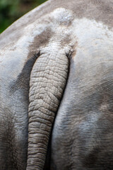 The tail of a thick-skinned larger animal, rhinoceros. back view