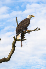 American Fish Eagle in a tree