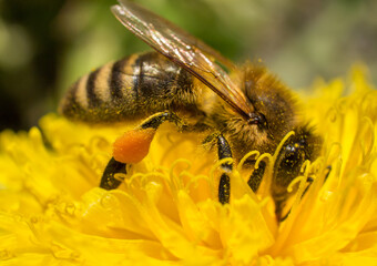 Biene sammelt Nektar auf einer Löwenzahn-Blüte