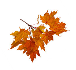Branch of autumn red maple leaves isolated on white background