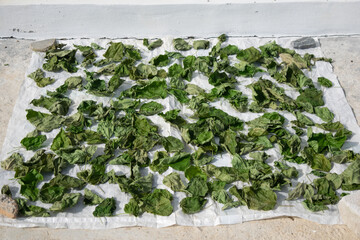 dry Sacha inchi leaves 