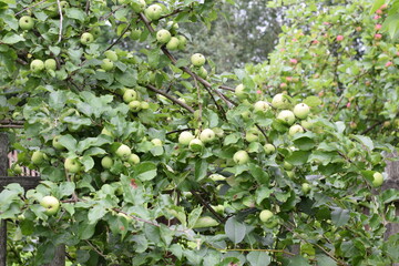 green apple tree