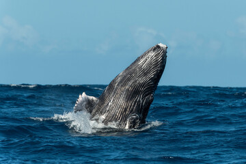 Humpback whale breaching, Pacific Ocean, Kingdom of Tonga.
