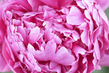 Pink peonies background. Vintage floral background. Wedding concept. Close-up