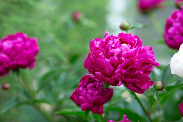 Beautiful blooming peonies in the garden. Flowers background