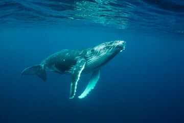 Humpback whale, Pacific Ocean, Kingdom of Tonga. © wildestanimal