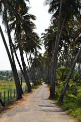 Coconut Trails