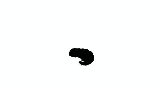 The grazed green caterpillar is looking for a way back to the grassy nature so that it can pupate and hatch like a beautiful butterfly