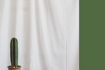 Cereus cactus plant on the window sill with a white curtain background.

