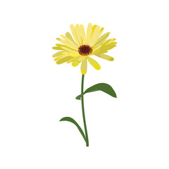 Calendula flower on isolated white background. Medicinal herbs. Vector illustration.