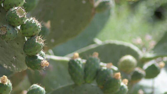 Green fruits prickly pears, Opuntia ficus indica