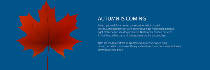 Autumn banner, red maple leaf isolated on trendy blue background, vector illustration