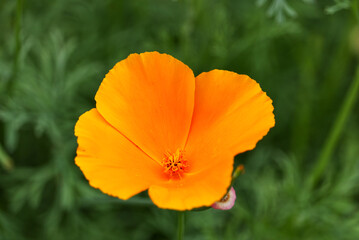 yellow poppy flower close up