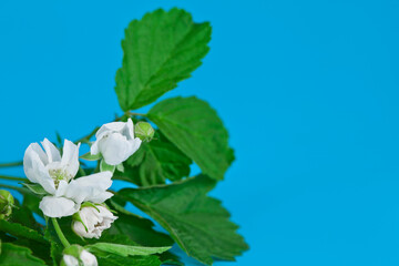 Flowers and leaves of hawthorn (Crataegus), also known as quickthorn, thornapple, May-tree, whitethorn or hawberry on a blue background.