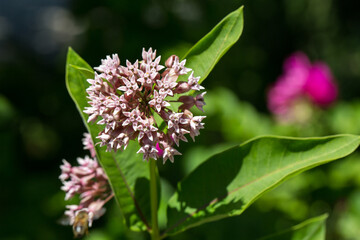 Close up of Asclepias syriaca. Common names include milkweed,butterfly flower and silkweed.
