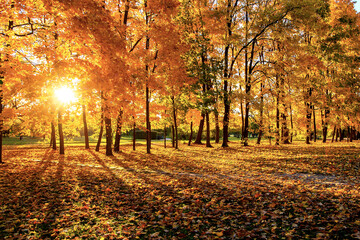 Warm autumn scenery in a forest or park with sun rays light through the mist and trees