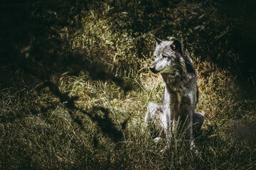 Magnifique loup du canada au pelage gris - Canis lupus