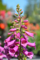 Common Foxglove