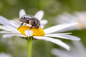 White spotted rose beetle - Oxythyrea Funesta - with marguerite