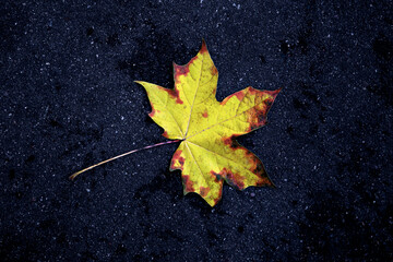 Golden autumn. Multicolored maple leaves lie on the ground
