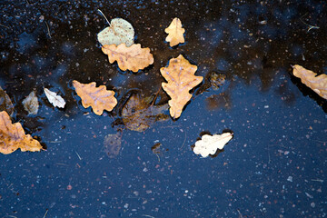Golden autumn. Multicolored maple leaves lie on the ground