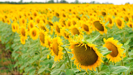 Obraz premium summer sunflower flower at sunset against the blue sky in the field . summer time of the season