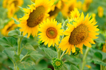 summer sunflower flower at sunset against the blue sky in the field . summer time of the season