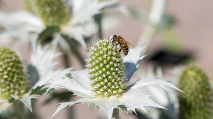 Close up of Eryngium giganteum (also: Miss Willmott's ghost) with a bee