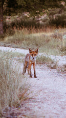 Little fox near his hole.