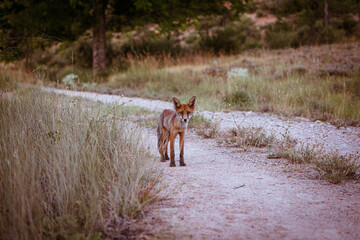 Young fox walking down the road