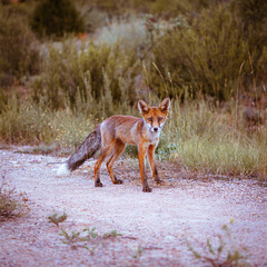 Young wild fox looking at the camera