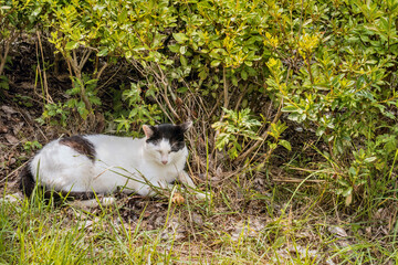 Black and white cat laying in grass