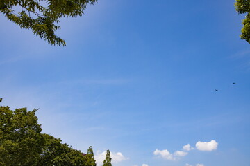 青空と鳥