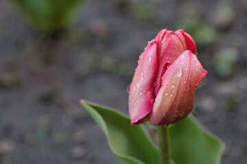 close up of wet petal of pink tulip