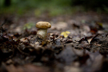 White mushrooms in the woods, on a background of leaves, bright sunlight. Boletus. Mushroom
