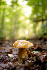 White mushrooms in the woods, on a background of leaves, bright sunlight. Boletus. Mushroom