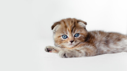 Fold scottish kitten with blue eyes.