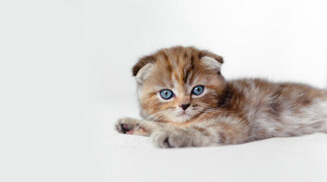Fold scottish kitten with blue eyes.