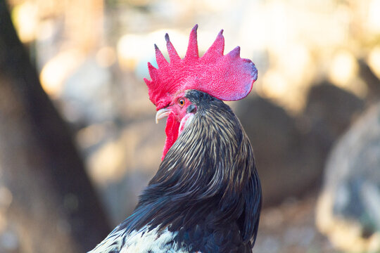 Gallo de la zara andaluza Espa&ntilde;a