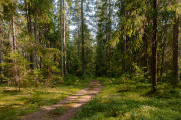 Fototapeta premium Path in a fir forest bathed in the rays of the setting sun