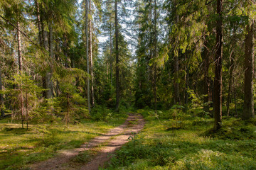 Path in a fir forest bathed in the rays of the setting sun