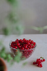Bright fresh red currant in glass bowl on table on grey background with green leaves frame 