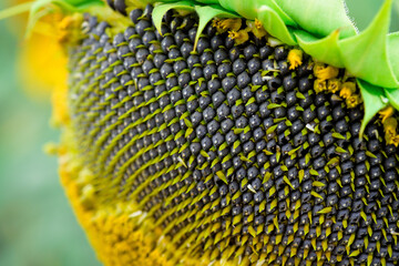 blooming sunflower flower macro close-up . harvesting seeds in the summer. agro concept