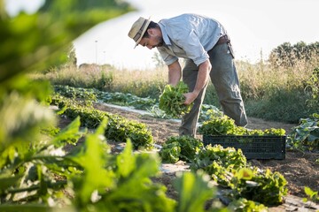 Farmer harvest green salad from organic field on rural scene