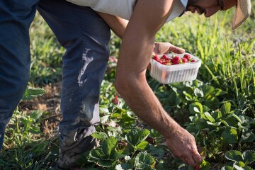 farmer harvesting red strawberries in organic agricolture